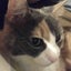 ゆかにゃんこのサムネイル
