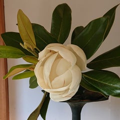 Taitaiのプロフィール