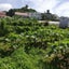 画像 沖縄 弥童の畑で自給農のユーザープロフィール画像