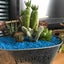 cactus-66のサムネイル