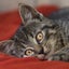 画像 猫が幸せになる飼い方　保存版のユーザープロフィール画像