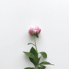 peony1123のプロフィール