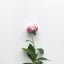 peony1123のサムネイル