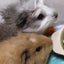 CoCoLanaのサムネイル