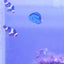 初心者海水水槽のサムネイル