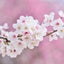 画像 自死遺族の会 「桜色の空」のユーザープロフィール画像
