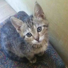 おとしゃんのプロフィール