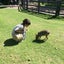ととびのサムネイル