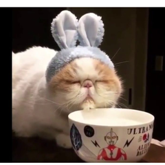 momiのプロフィール