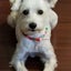 SMILE DOG　U^ェ^U　HAPPY DOGのサムネイル