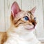 画像 さわむらベンガル猫ブリーダーのユーザープロフィール画像