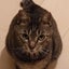 画像 きじ猫サランと黒猫ロビン、ときどき私趣味のブログのユーザープロフィール画像