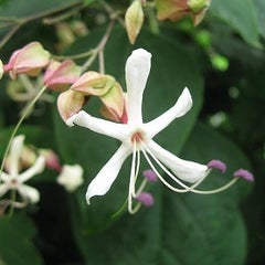 季節の花！　日本花図鑑　Japanese flower guideのプロフィール