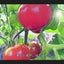 画像 トマトの独り言のユーザープロフィール画像