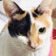 画像 猫ふぃーるどฅ^•д•^ฅゆるっと徒然〜のユーザープロフィール画像