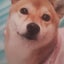 画像 愛に生きる！柴犬ハナのブログのユーザープロフィール画像