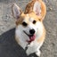画像 保護犬コーギー　ハッチのくらしのユーザープロフィール画像