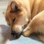 yoshikiti-2020のサムネイル