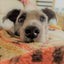 MEIのサムネイル