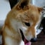柴犬みりゅうのサムネイル