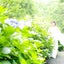 画像 Leela Forest 〜LOVING プロヒーラーSayuriのblogのユーザープロフィール画像