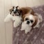 画像 Dog  care ＹＵＩ〜仙台市泉区〜のユーザープロフィール画像