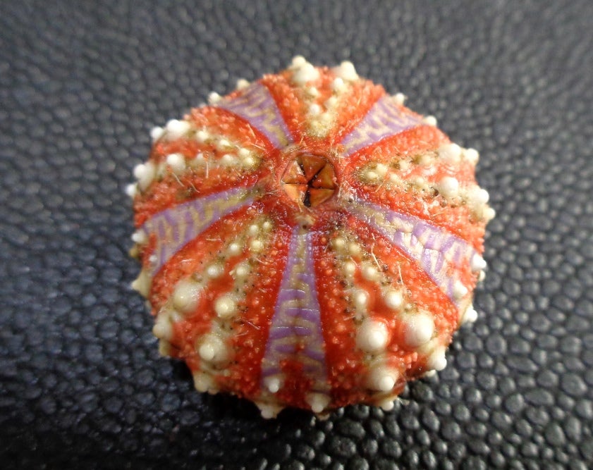 ウニの見分け方 | ウニづくし