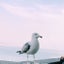 まむも。のサムネイル