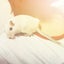 ねずみと共同生活のサムネイル