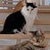 ＊はちゅねこ堂＊∗生きものとお得大好きな主婦が頑張る日常*＊