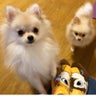 chipmamaのプロフィール