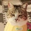 ドキンちゃんアオのサムネイル