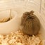 ﾖｺﾖｺのサムネイル