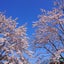 花のサムネイル