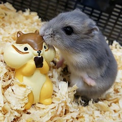 ふぁみりー ペットランド春光店 ふぁみりー ペットランド春光店