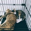 小糸のサムネイル