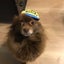 画像 瑠璃亜 手作り(ハンドメイド)日常と愛犬の記録のユーザープロフィール画像