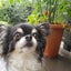 chihuahuagratefulのサムネイル