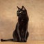 画像 黒猫二コラのブログのユーザープロフィール画像