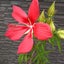 画像 桜スリジィエのユーザープロフィール画像
