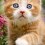 画像 ⭐️可愛い仔猫ちゃんのパパ・杏っくん⭐️原油トレード日記⭐️デザイン創作のユーザープロフィール画像