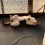 ゆうたろすのサムネイル