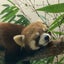 のんびりレッサーのサムネイル