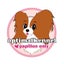 画像 福岡県のパピヨン専門ブリーダーoptimal&愛犬美容室リトルポポのユーザープロフィール画像