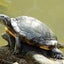 カメ子のサムネイル