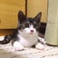 画像 greensonicの迷子猫探し・保護までのブログ　 脱走防止柵の作り方　保護活動などのユーザープロフィール画像
