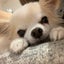 wanwanshokora1のサムネイル