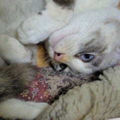 かたやままりねこのプロフィール