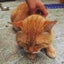 ポテチのサムネイル