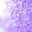WisteriaGuerisonのサムネイル